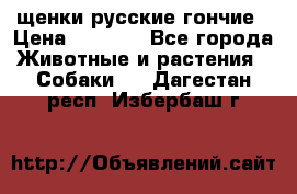 щенки русские гончие › Цена ­ 4 000 - Все города Животные и растения » Собаки   . Дагестан респ.,Избербаш г.